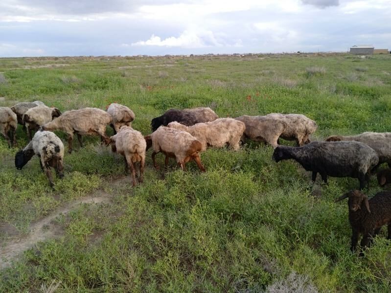 guzuly goyun - Серахс - img 1