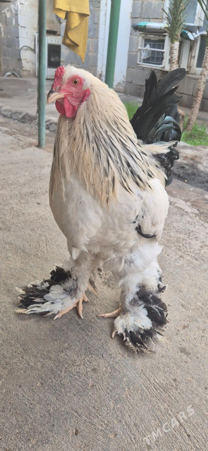 Brama original tohum - 16-й этап - img 1