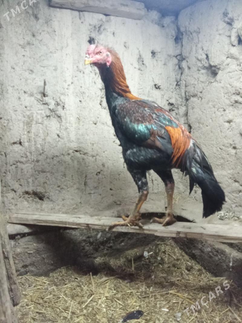 Daşdaşy - Gurbansoltan Eje - img 1