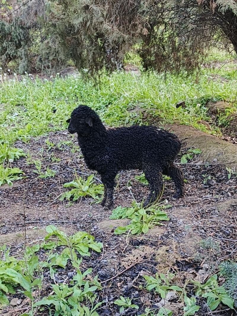 tokly - Çoganly - img 1