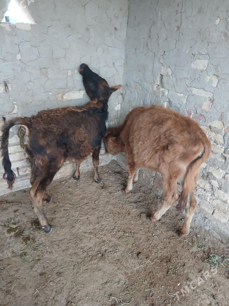 tüwe - Бабадайхан - img 1