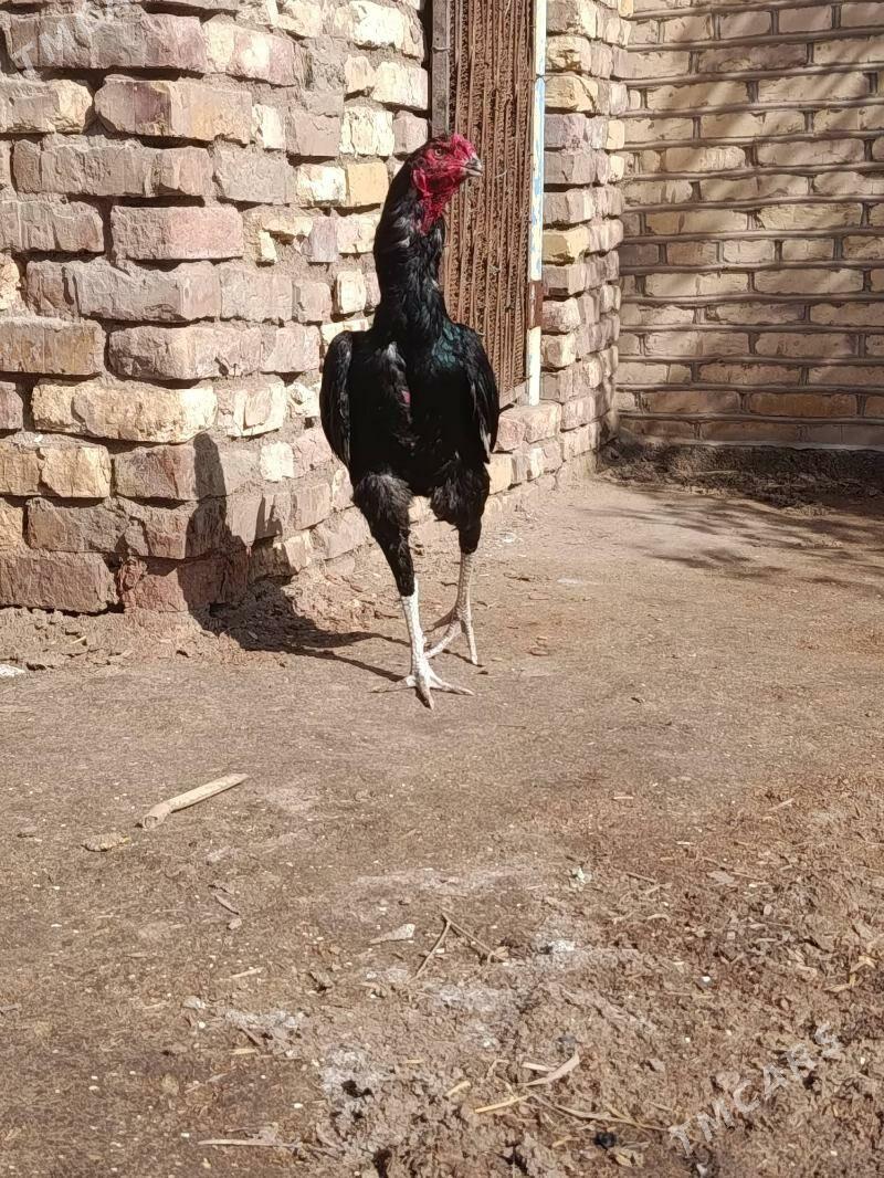 Baýes Horaz - Теджен - img 1