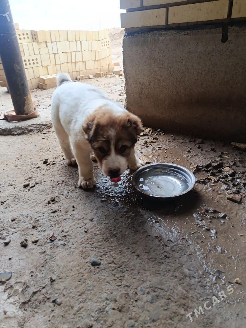 Gujik - Mary - img 1