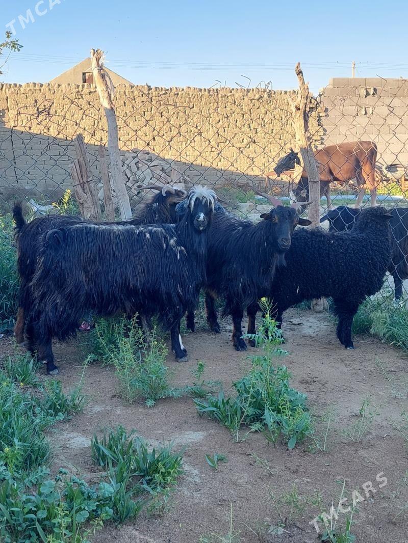 semiz gysyr geciler - Bäherden - img 1