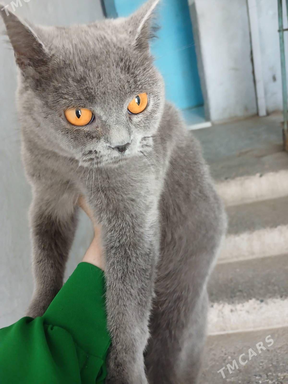 Pisik - Ашхабад - img 1