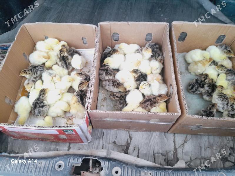 induk juje - Dänew - img 1