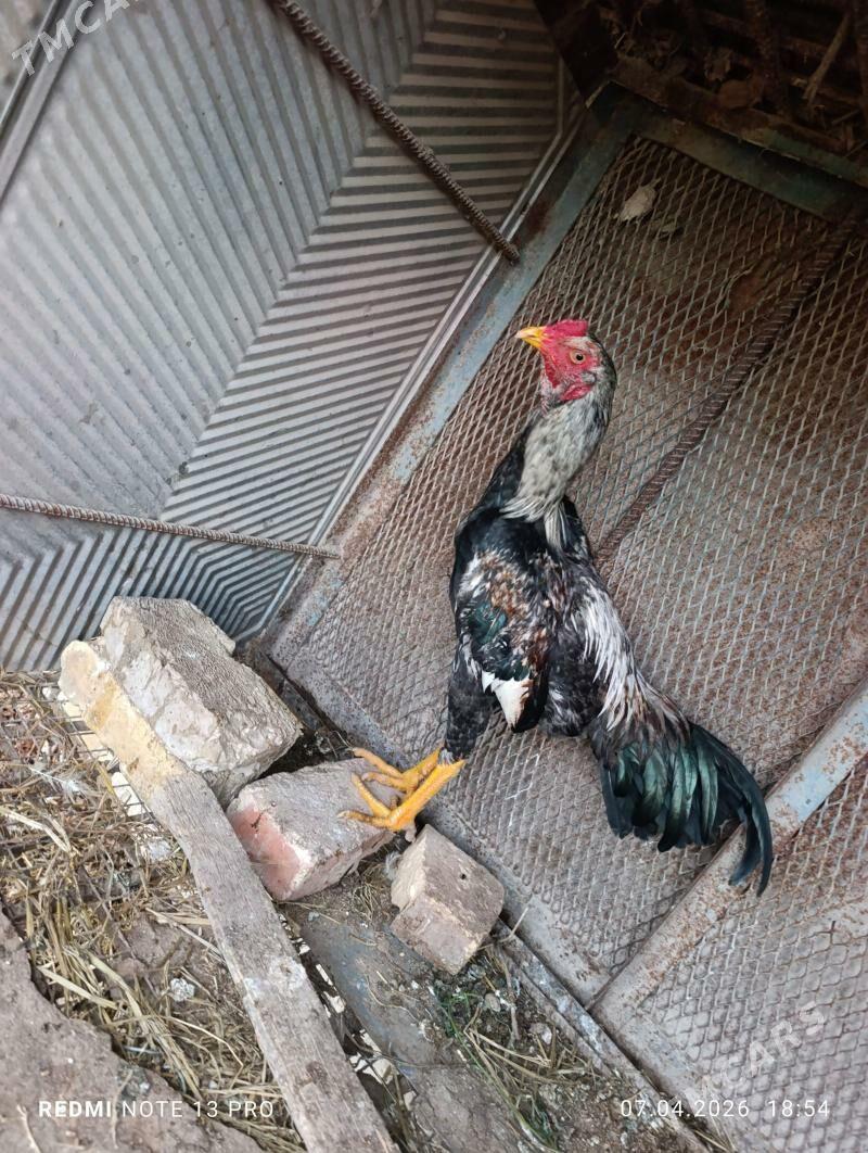 - Туркменабат - img 1