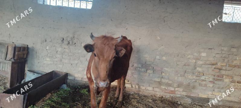 göleli sygyr - Mary - img 1