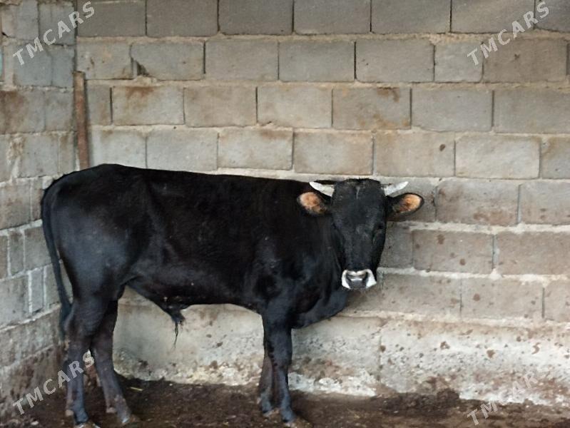 ОКУЗ - Änew - img 1