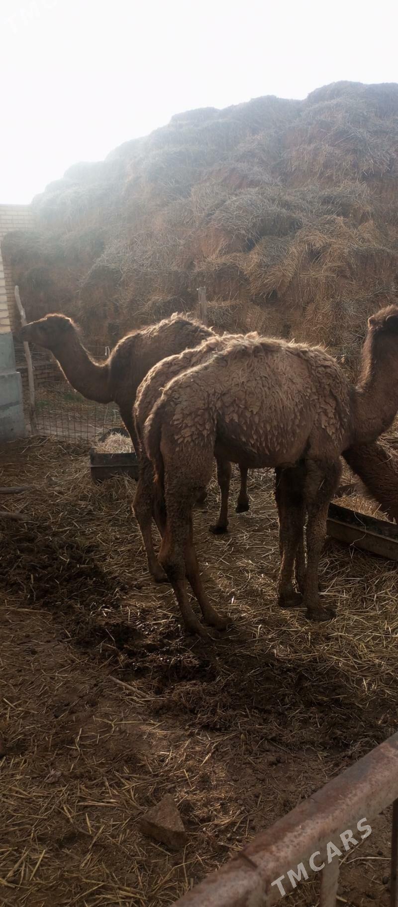 duye - Сакар - img 1