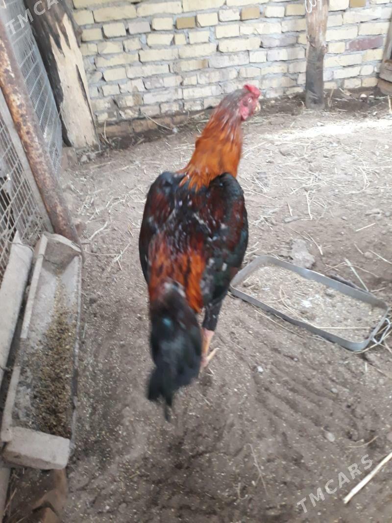 Boysy horaz - Саят - img 1