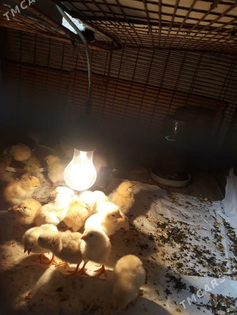 Boysy jüje - Саят - img 1