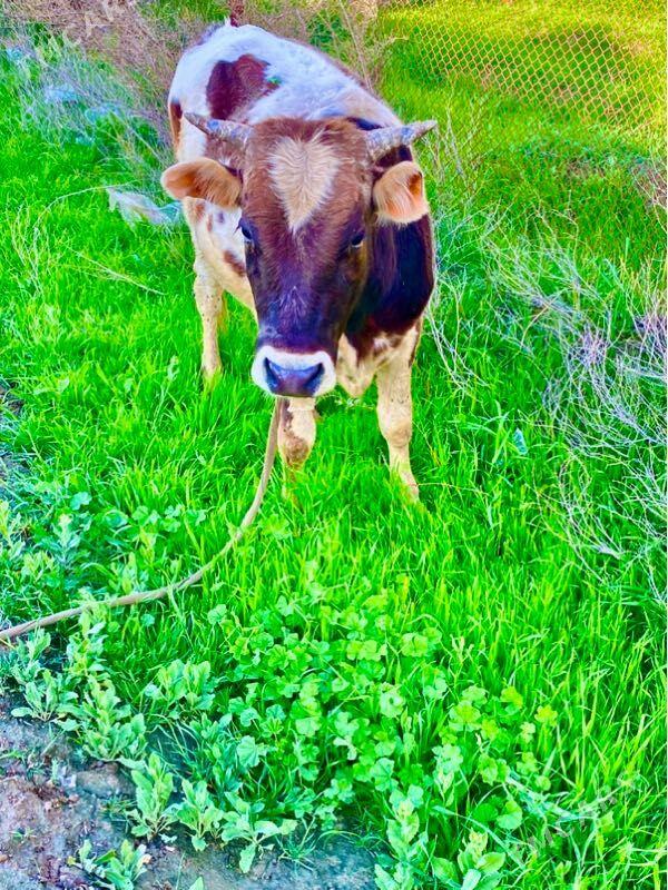 Okuzler - Magtymguly - img 1