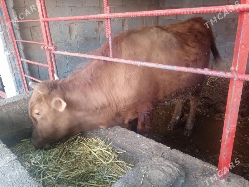 öküz okuz - Gypjak - img 1