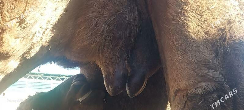 kosekli duye arwana - Bäherden - img 1