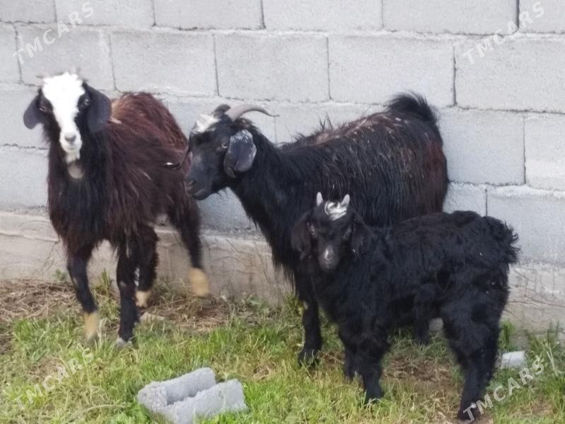 Owlakly geci 4sany - Änew - img 1