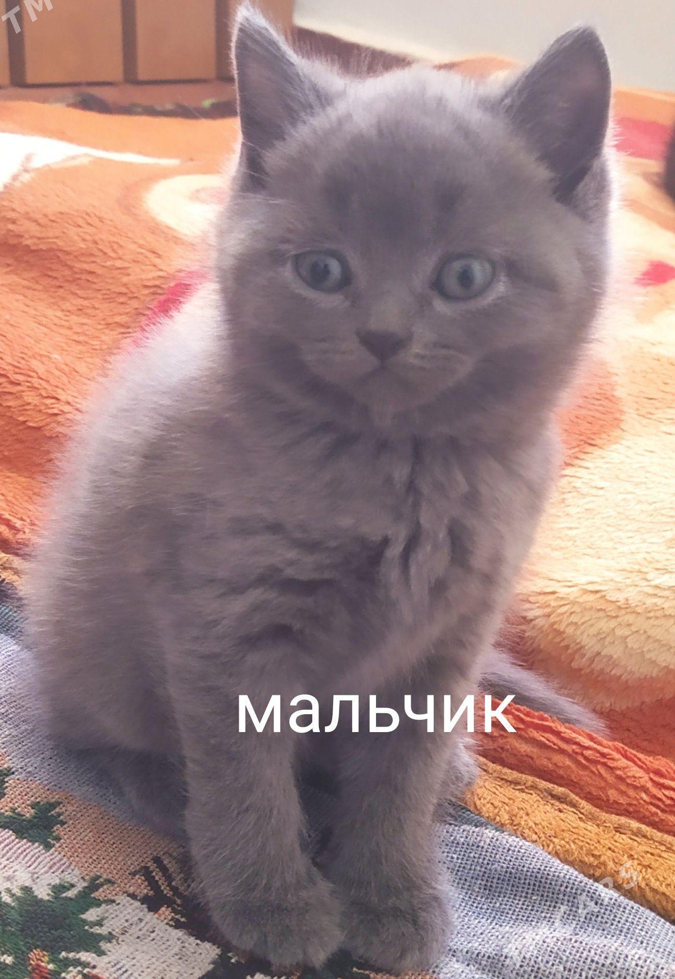 пародистые котята - Балканабат - img 1