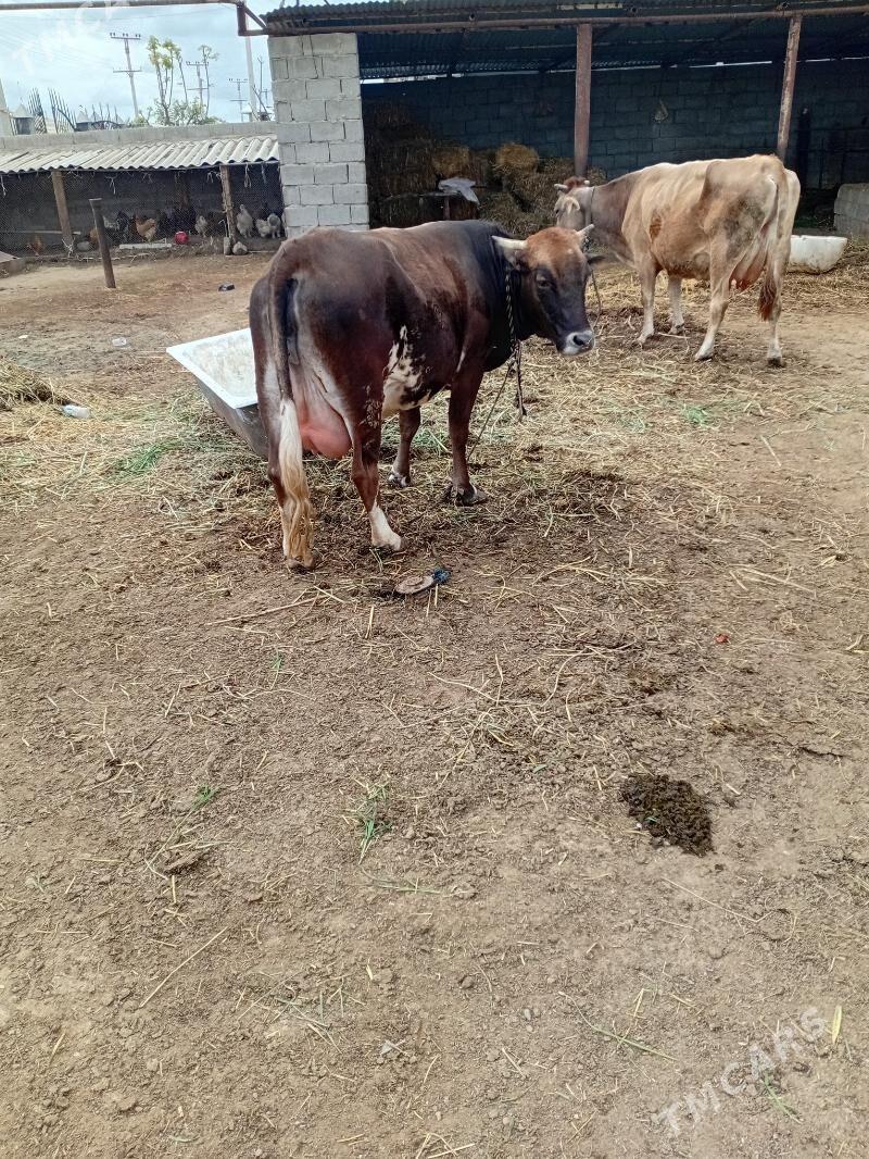 sygyr - Ak bugdaý etraby - img 1