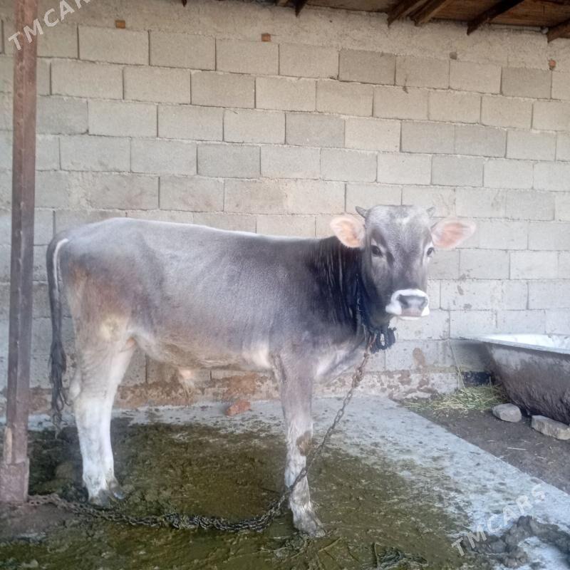 öküz - Gypjak - img 1