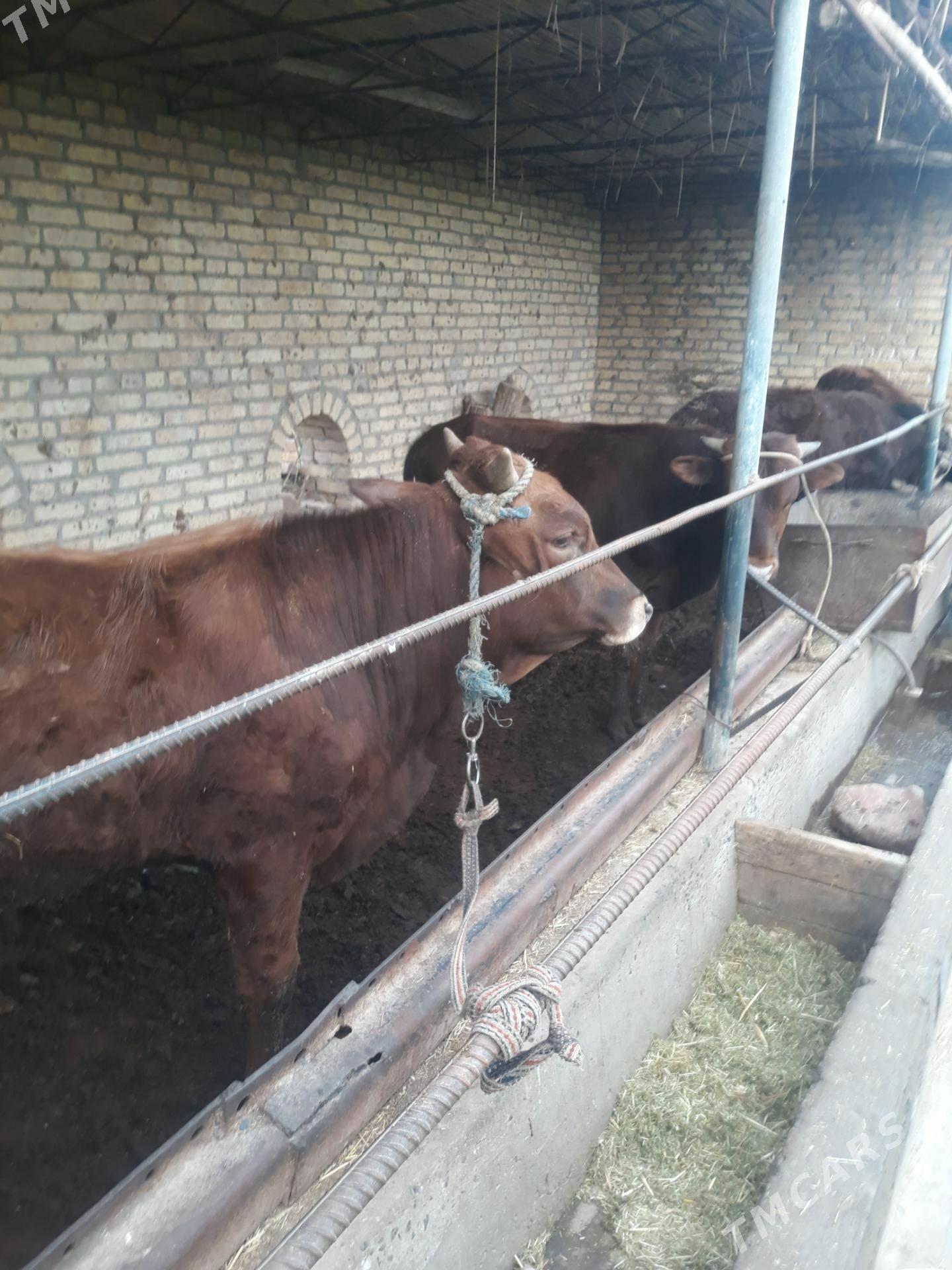 Öküzler/Окузлер - Чарджоу - img 1