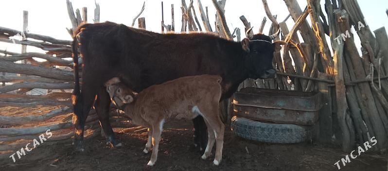 Göleli sygyr - Gyzylarbat - img 1