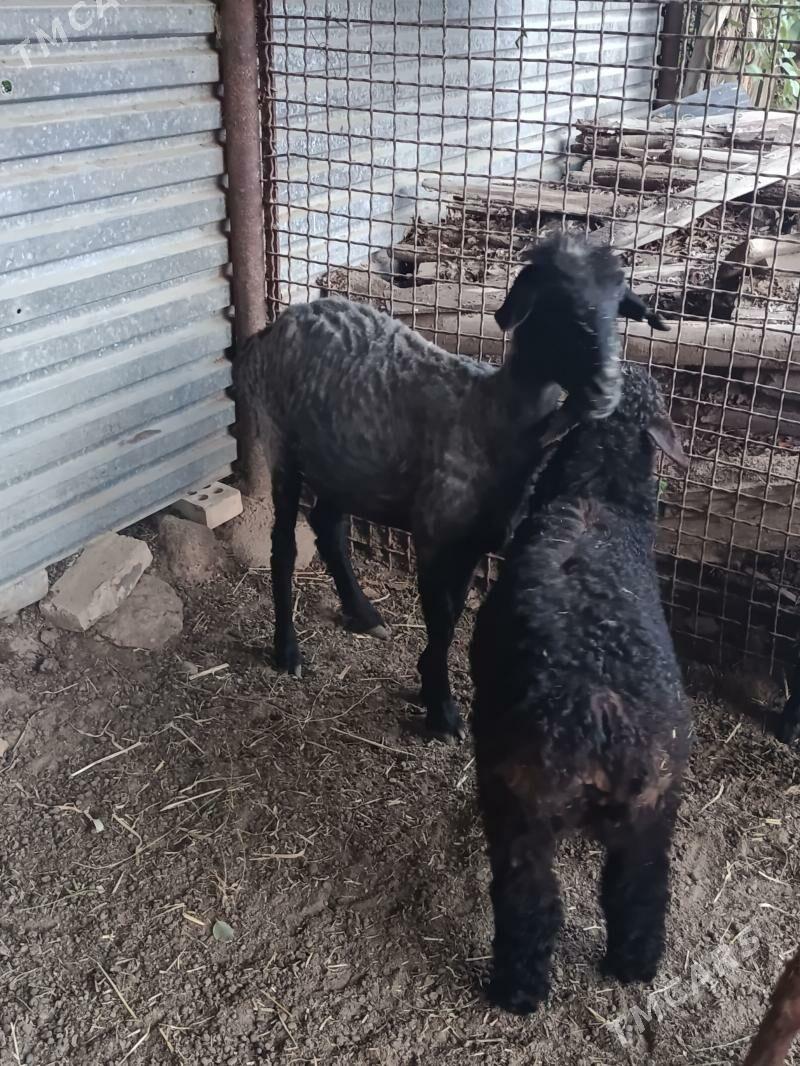 Guzly Goyun - Мары - img 1