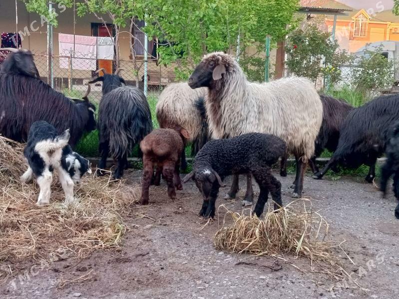 guzly goyun owlakly geci - Çoganly - img 1