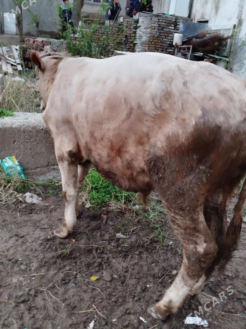 Oküz - Türkmenabat - img 1