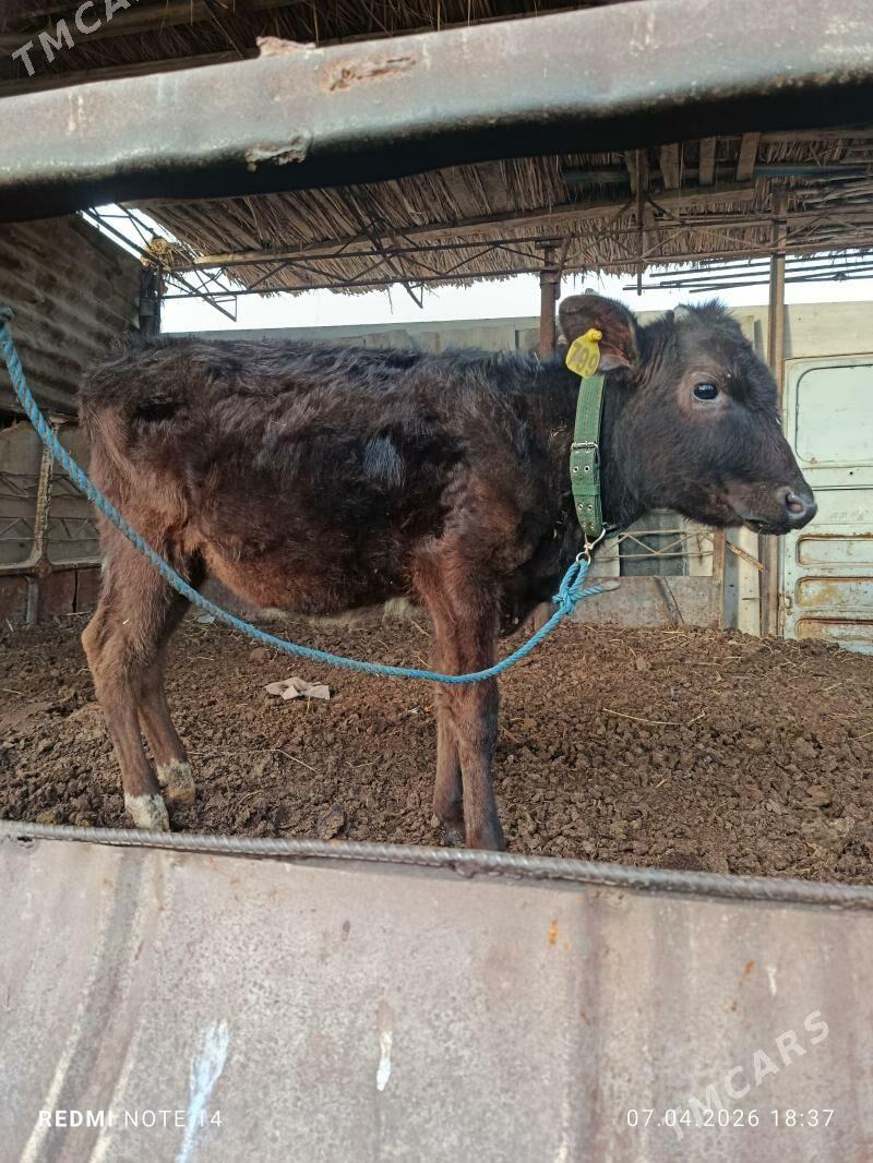 Unajyn - Чарджоу - img 1