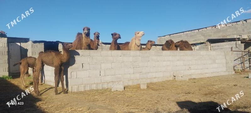 gysyr duyeler - Бахарден - img 1