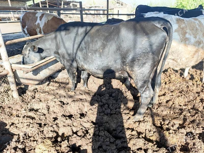 голели сыгыр - Чарджоу - img 1