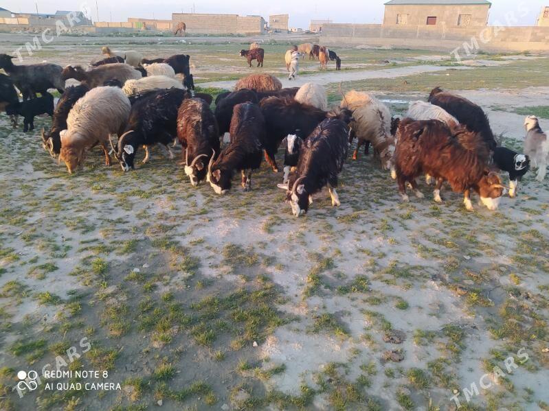 овлаклы гечи - Гызыларбат - img 1