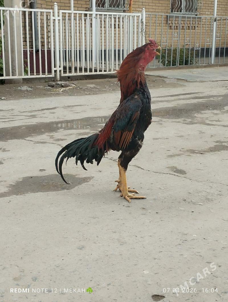 baysy horaz - Çärjew - img 1