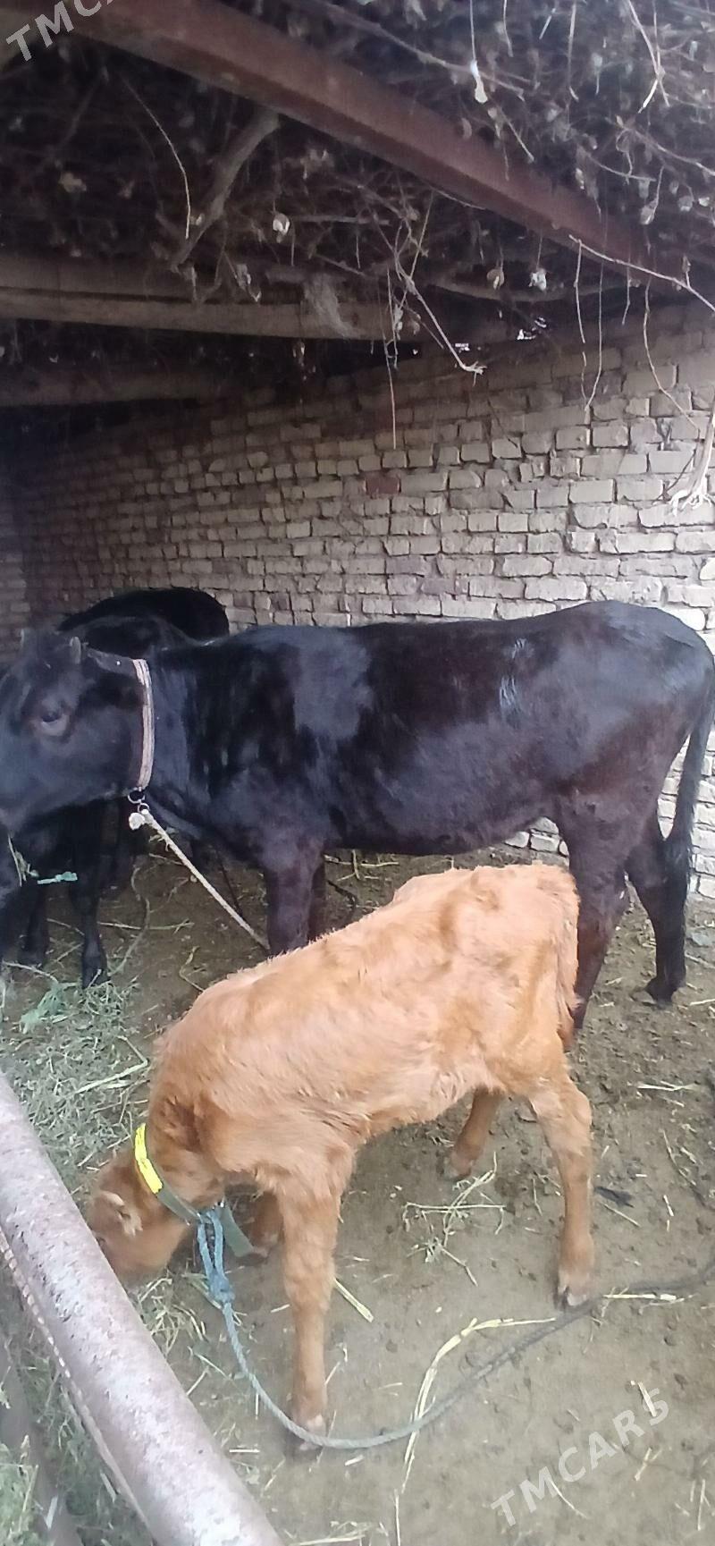 гысыр маллар - Çärjew - img 1