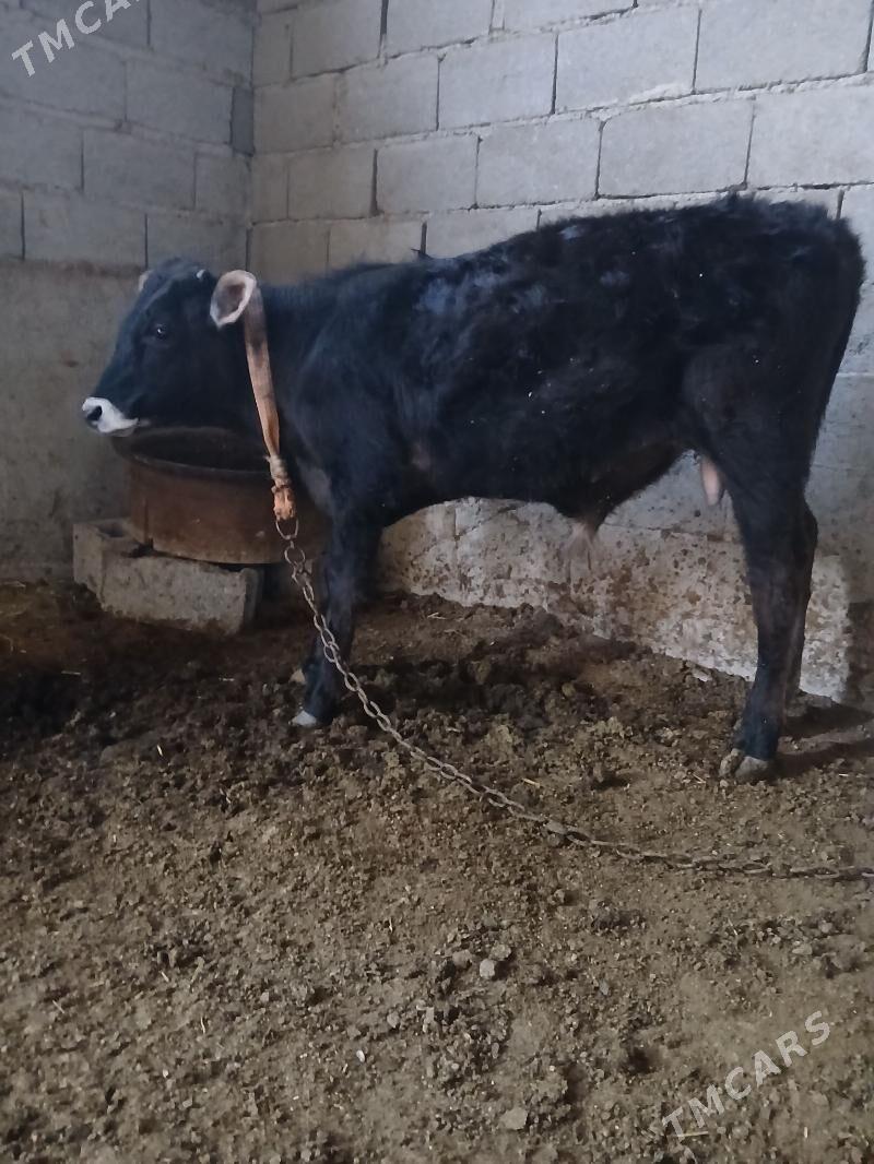 satlyk öküz - Bäherden - img 1