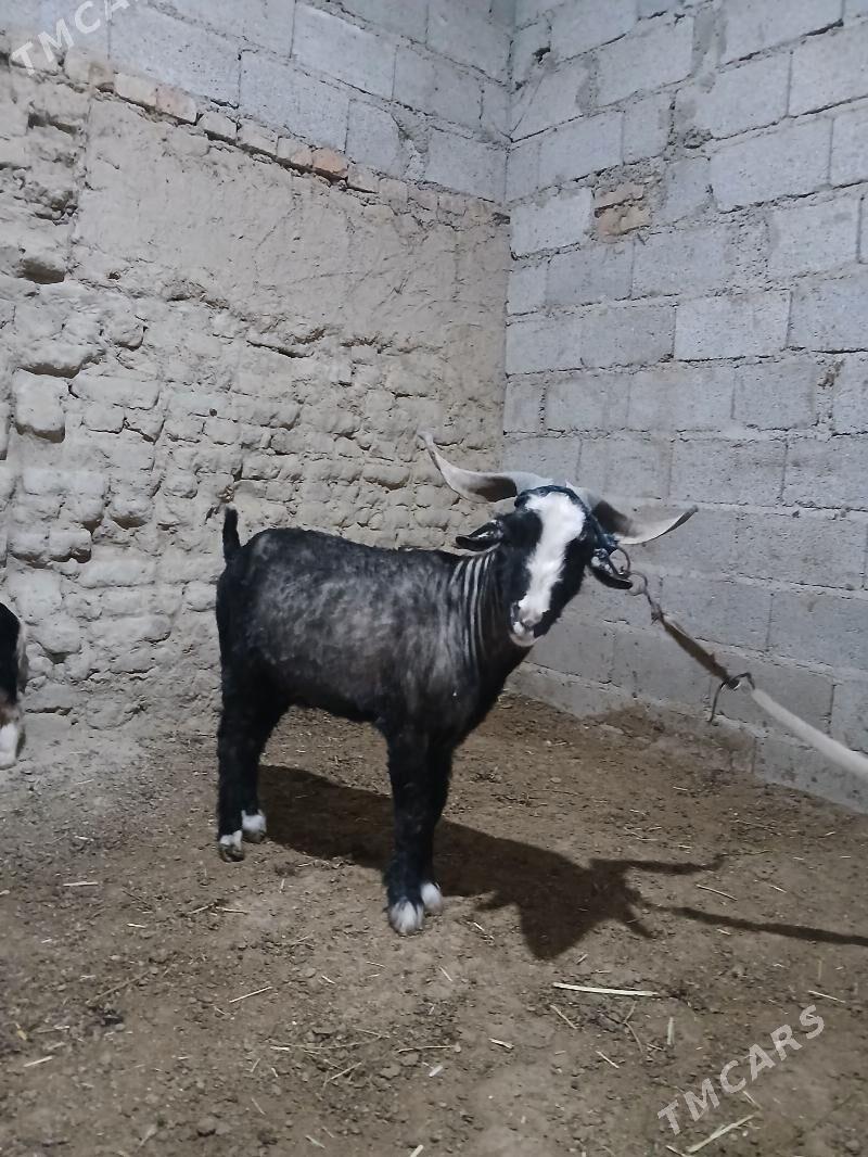 satlyk höwür teke - Bäherden - img 1