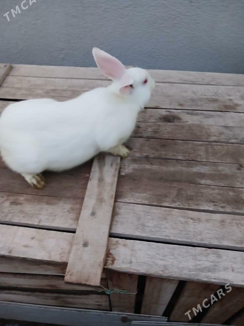 товшан - Täze zaman - img 1