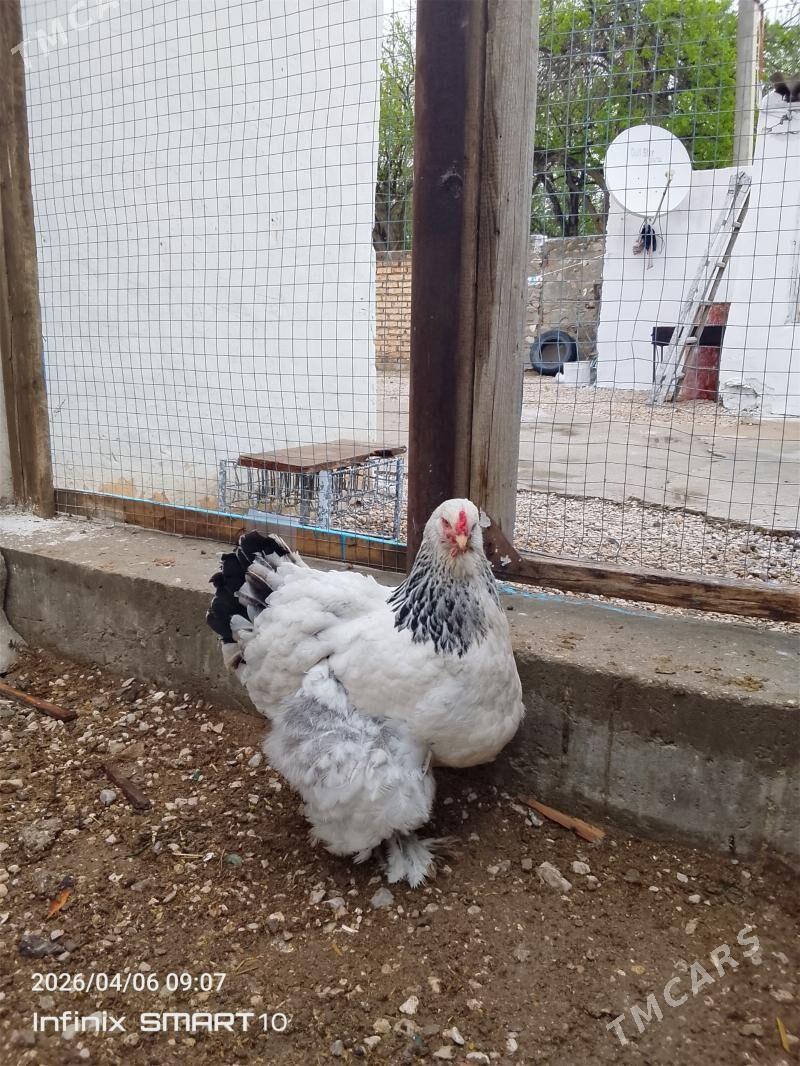 towuk yumurtga - Балканабат - img 1