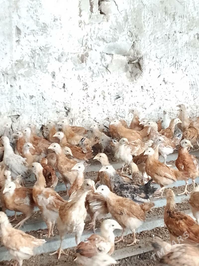 elin juje - Bäherden - img 1