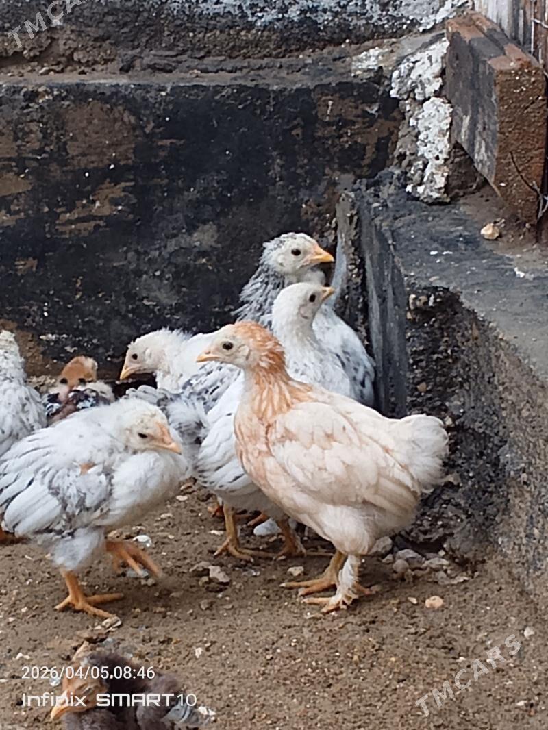 towuk jüyje - Balkanabat - img 1