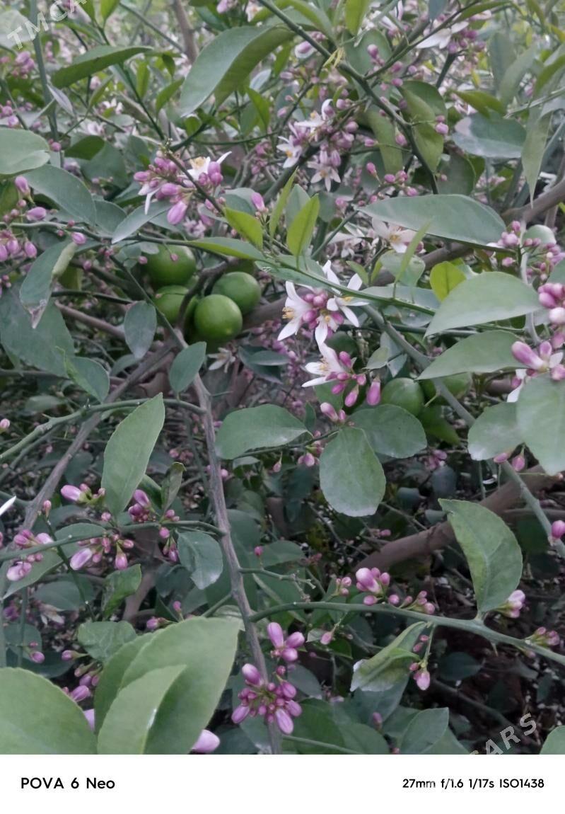 limon şitil - Gökdepe - img 1