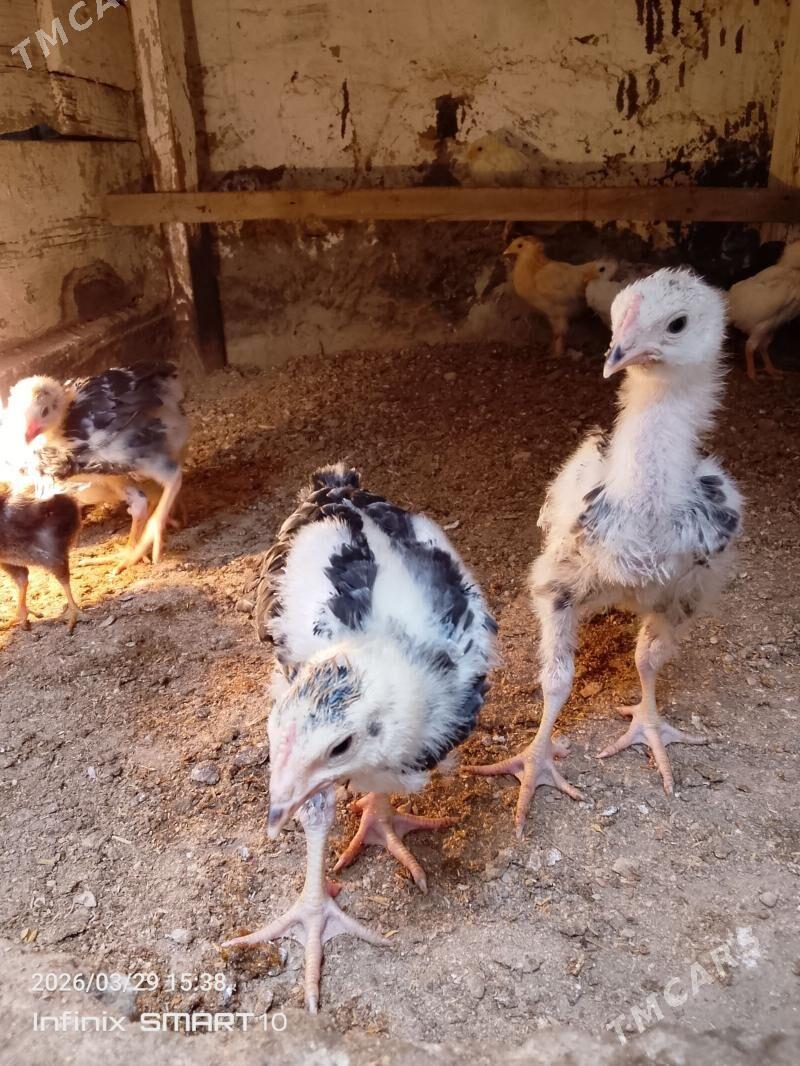 towuk jüyje - Балканабат - img 1