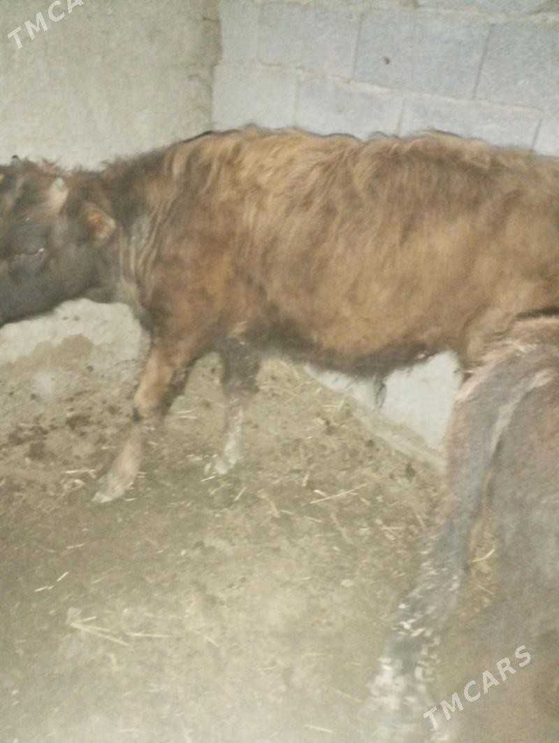 tohum öküz - Bäherden - img 1