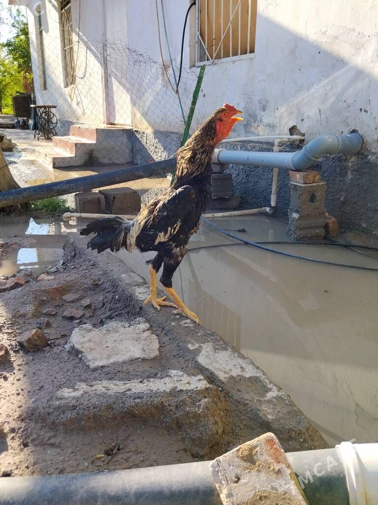 taşkent horaz - Бузмеин - img 1