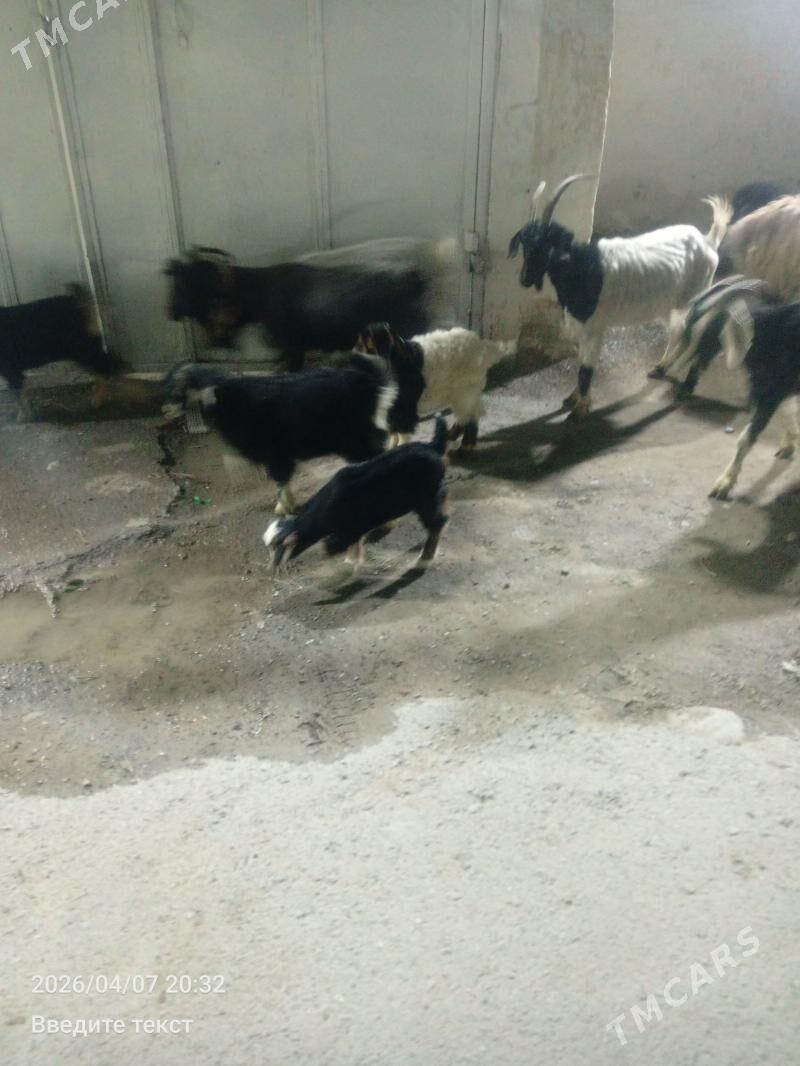 Owlakly Geçi Guzli Goýun - Gökdepe - img 1