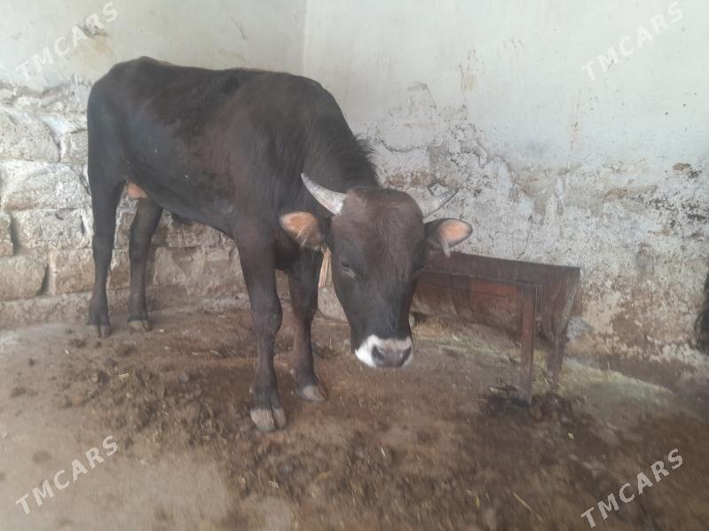 òkùzçeler - Gyzylarbat - img 1