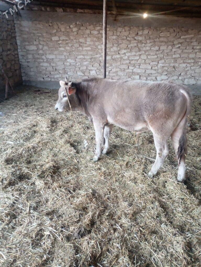 Öküz - Gyzylarbat - img 1