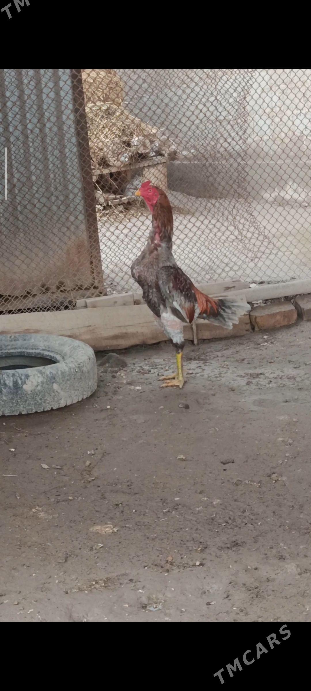 Baýsy Horaz - Сакар - img 1