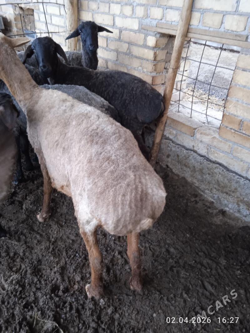 Goyunlar - Sakar - img 1