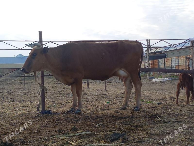 göleli. - Wekilbazar - img 1